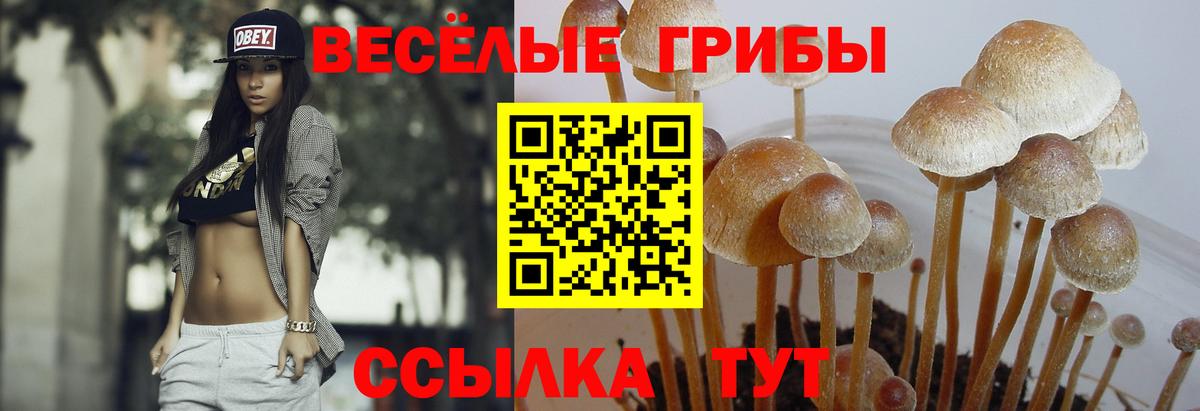 Свободный  Псилоцибиновые грибы Psilocybine cubensis  Вход с VPN  Псилоцибиновые грибы мухоморы 
